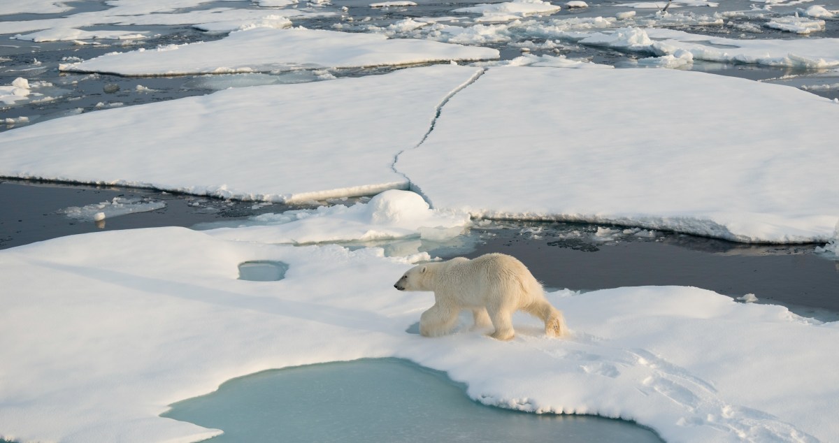 Researchers Discovered That Polar Bears Have Developed A New Survival Mechanism