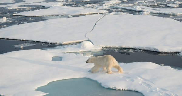 Researchers Discovered That Polar Bears Have Developed A New Survival Mechanism