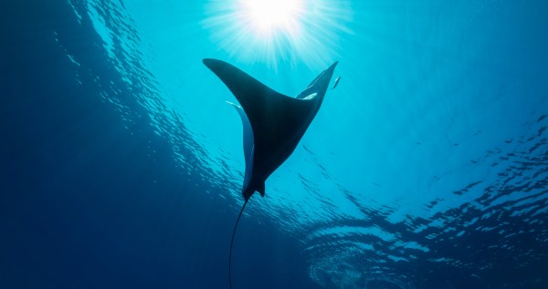 Researchers Make Fascinating Discovery Showing Just How Important Manta Rays Are To The Ecosystem