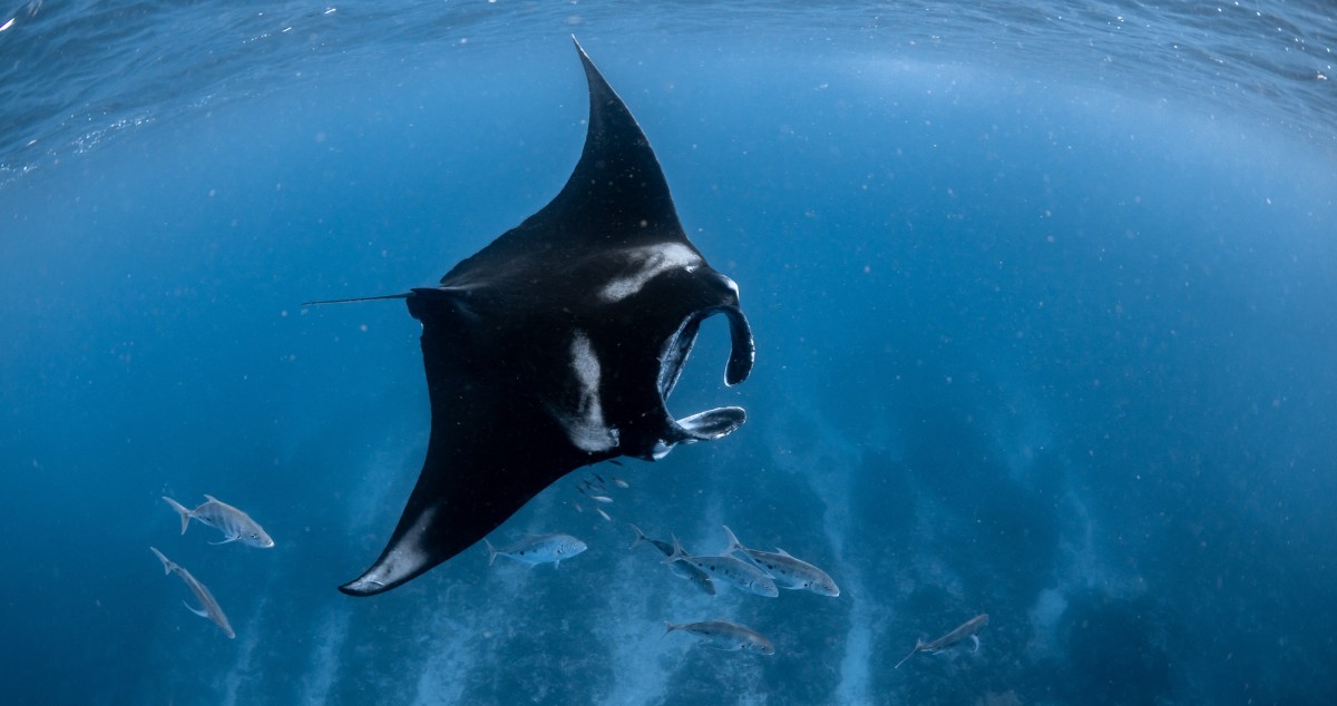 Researchers Make Fascinating Discovery Showing Just How Important Manta Rays Are To The Ecosystem