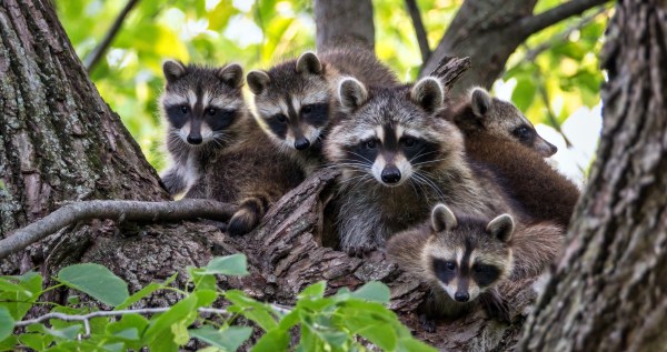This Raccoon Reunion Just May Be The Sweetest Story of 2025