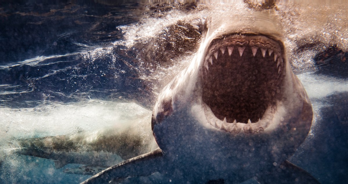 Turns Out Great White Sharks Grow Specialized Teeth For Slicing Bone As They Age...Great