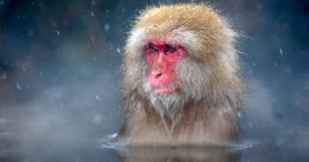 Turns Out These Pink-Faced Monkeys In Japan Bathe In Hot Springs For More Than One Reason