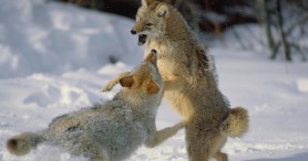 Yellowstone Coyotes Have Aggressive Standoff Over Bison Carcass