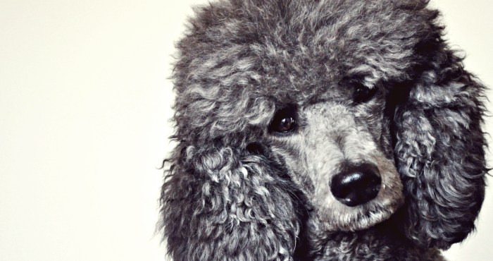 Dog Makes An Unlikely Friend At The Beach And The Internet Loves It