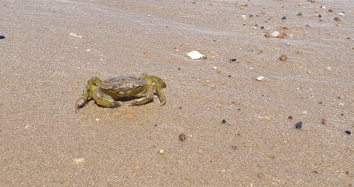 European green crab the creatures infesting waters