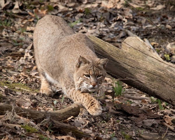 bobcat vs. bobcat campground