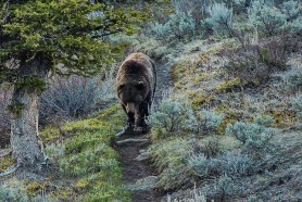 hiker grizzly bear encounter