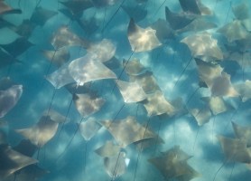 stingrays gathering