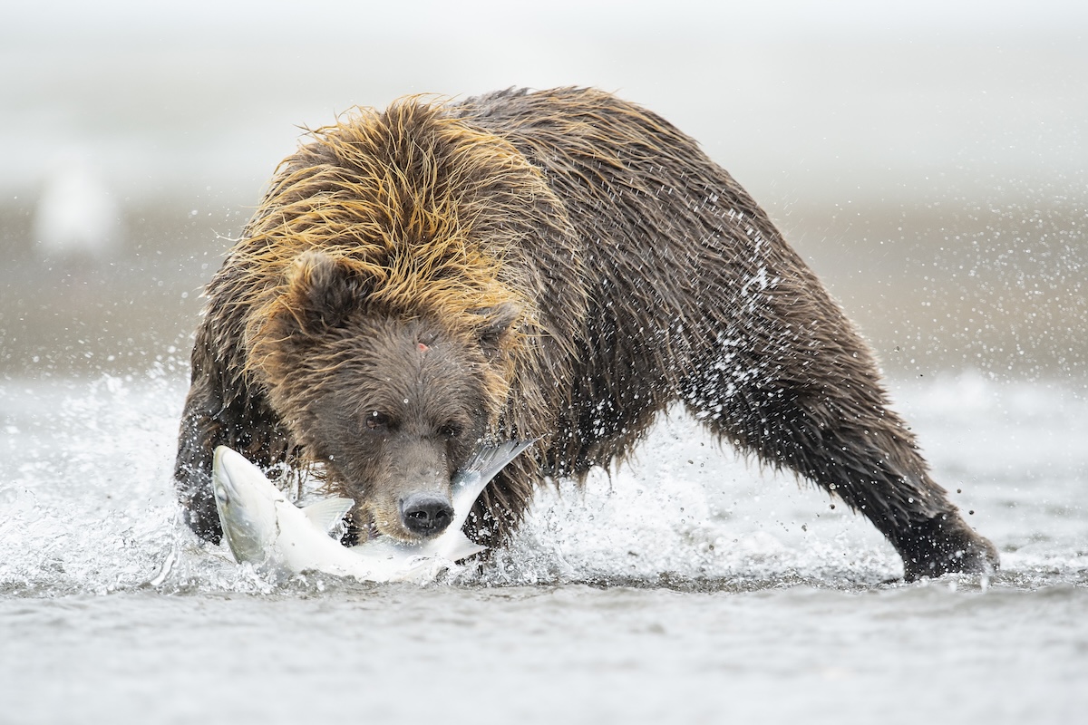 brown bear salmon