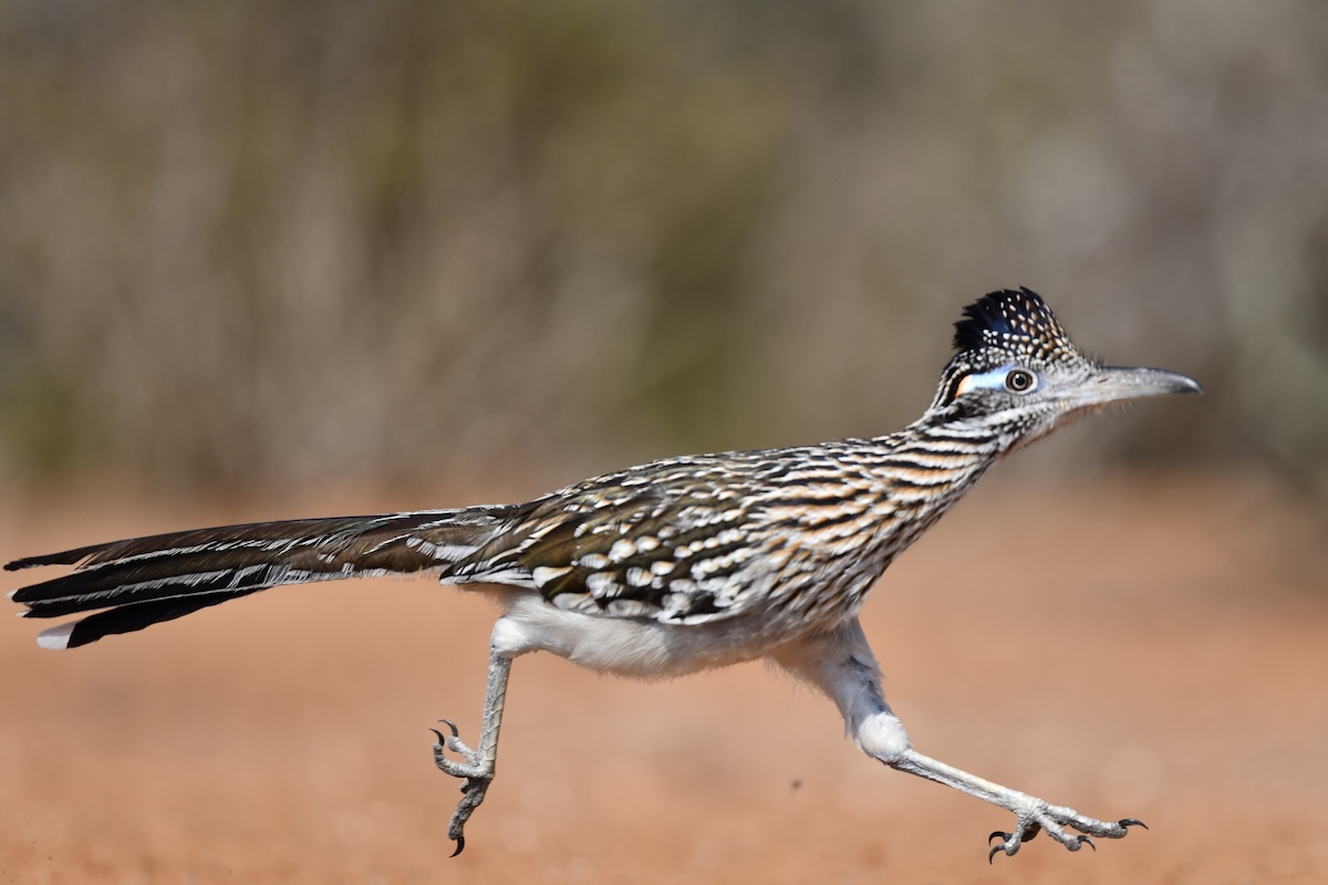 Confused Roadrunner in Texas Doesn’t Approve of the Snow