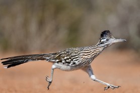 roadrunner Texas