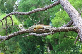 frozen iguanas florida