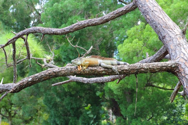 frozen iguanas florida