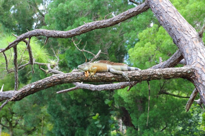 frozen iguanas florida