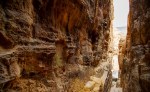 mountain goat viral video
