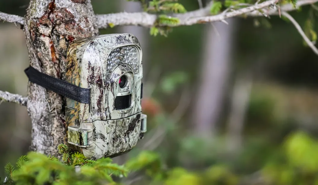 trail cam photos