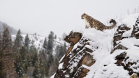 snow leopard ibex