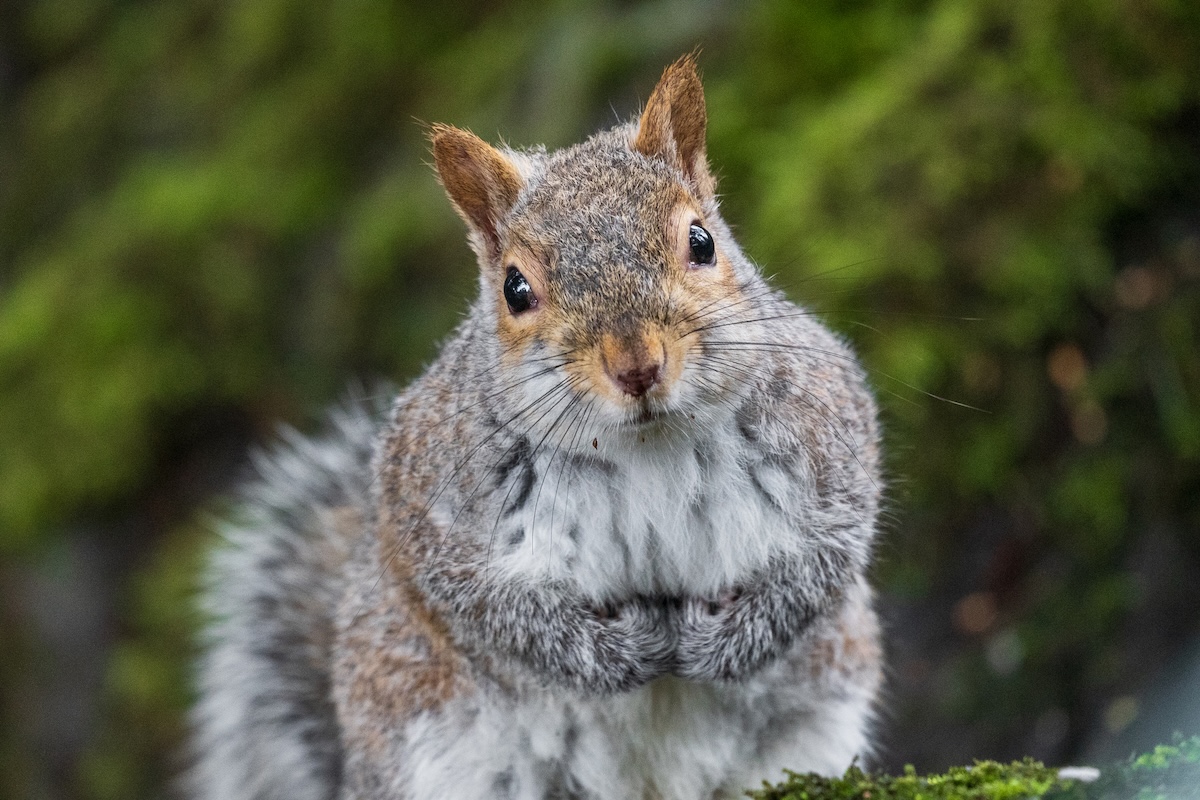 Squirrel soccer game