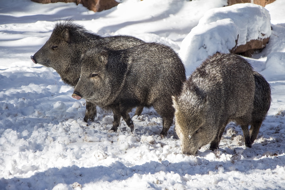 WATCH: Javelinas Navigate Snow in Arizona’s High Country