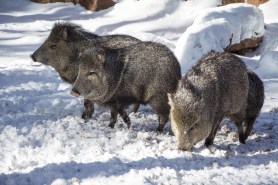 Javelinas snow
