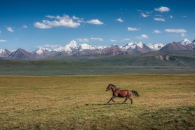 wild horse stuck rescue