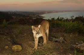mountain lions endangered species