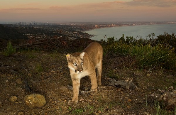 mountain lions endangered species