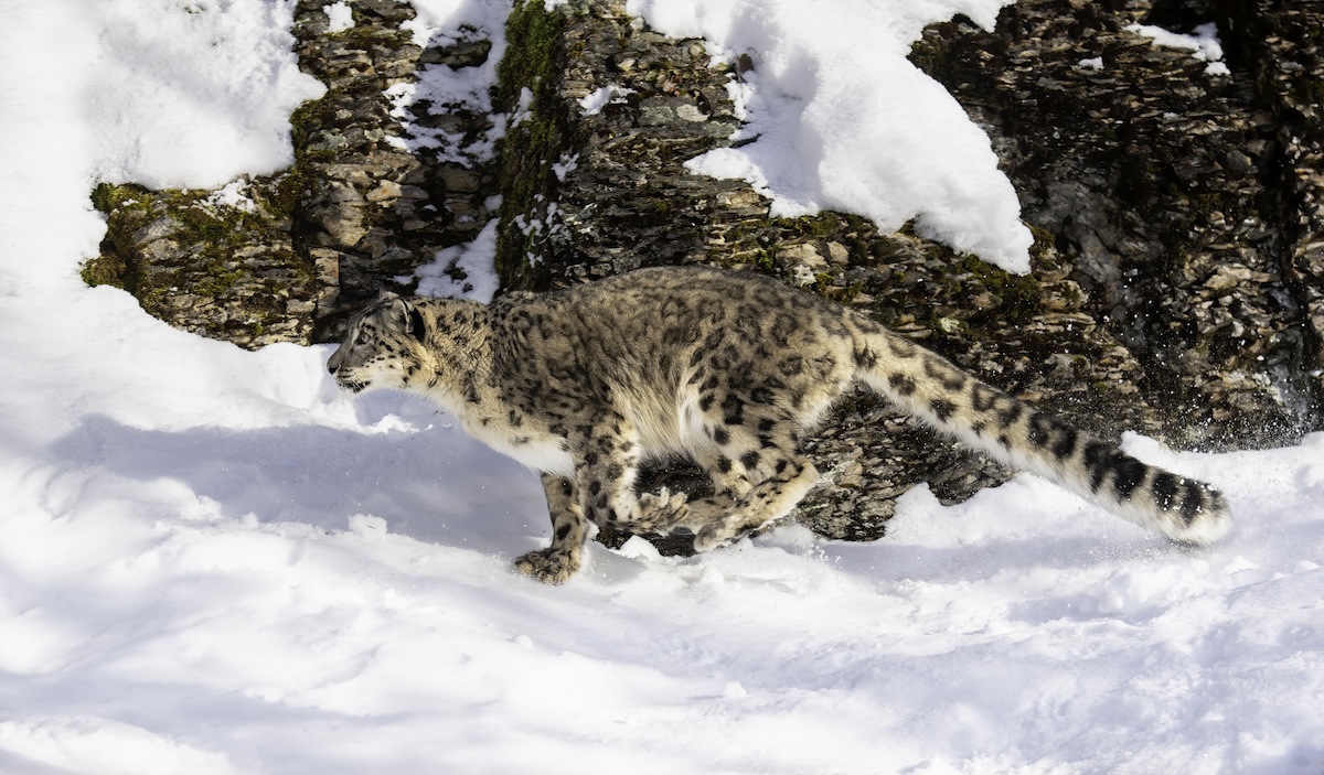 snow leopard india live