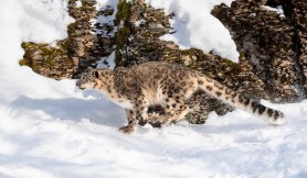 snow leopard india live