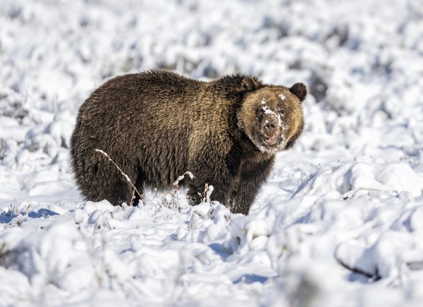 grizzly bear yellowstone winter