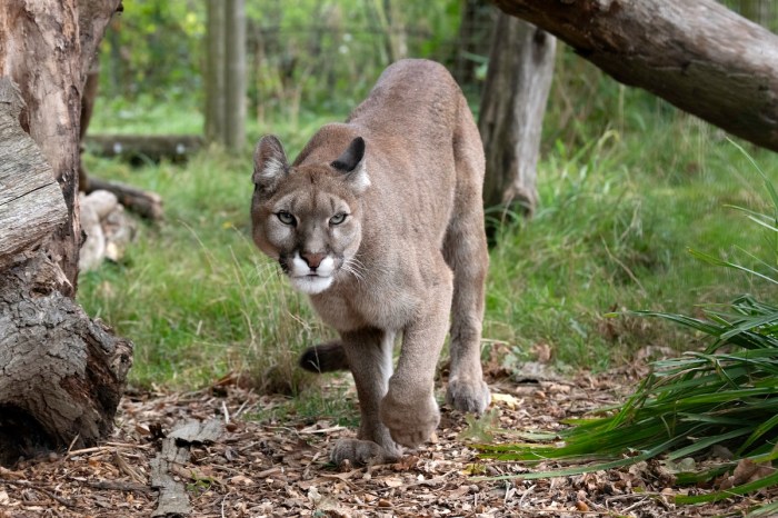 puma costa rica
