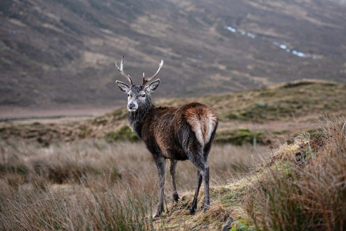 Stag camera