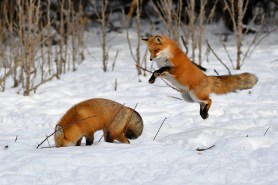foxes snow