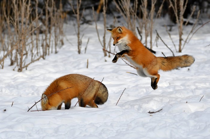 foxes snow