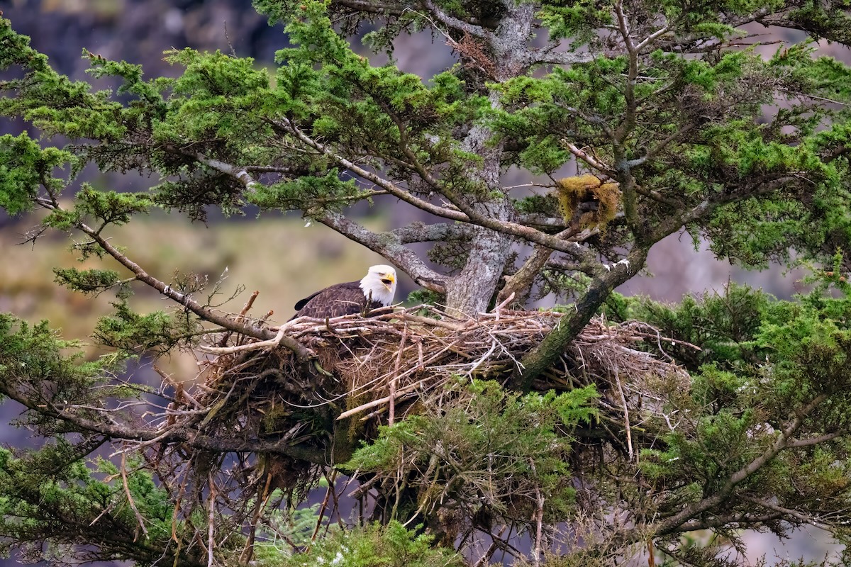 bald eagle nest raven