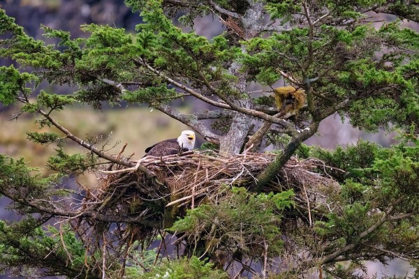 bald eagle nest raven