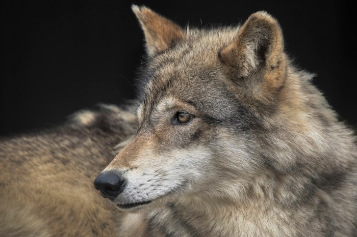gray wolf los angeles
