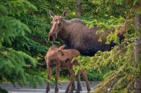 moose alaska