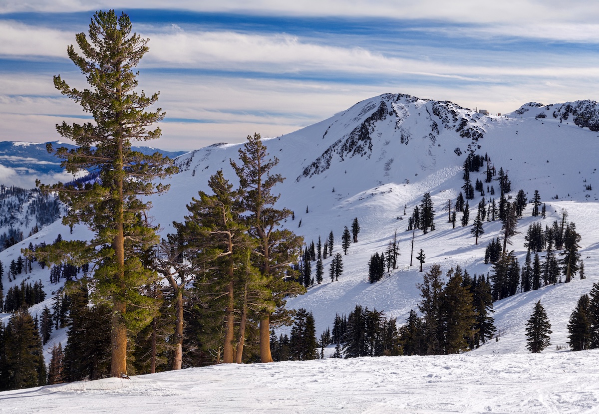 rare mammal california