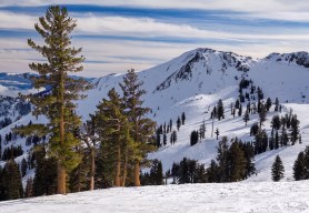 rare mammal california