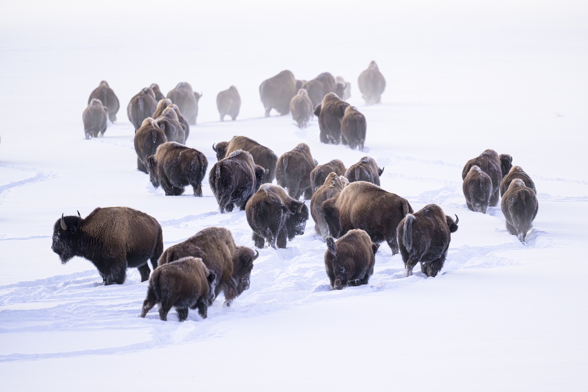 bison yellowstone
