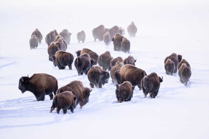 bison yellowstone