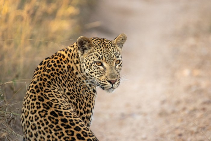 find the leopard