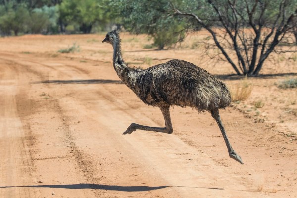 police officer emu
