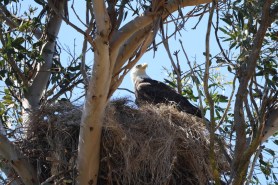 bald eagle egg