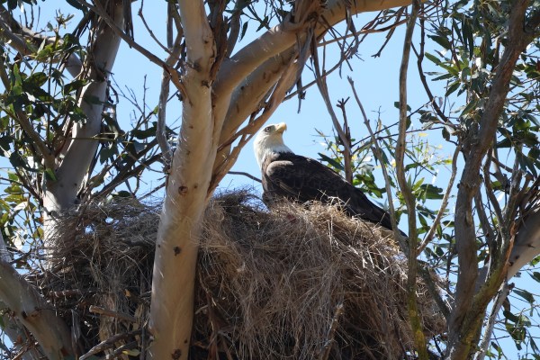 bald eagle egg
