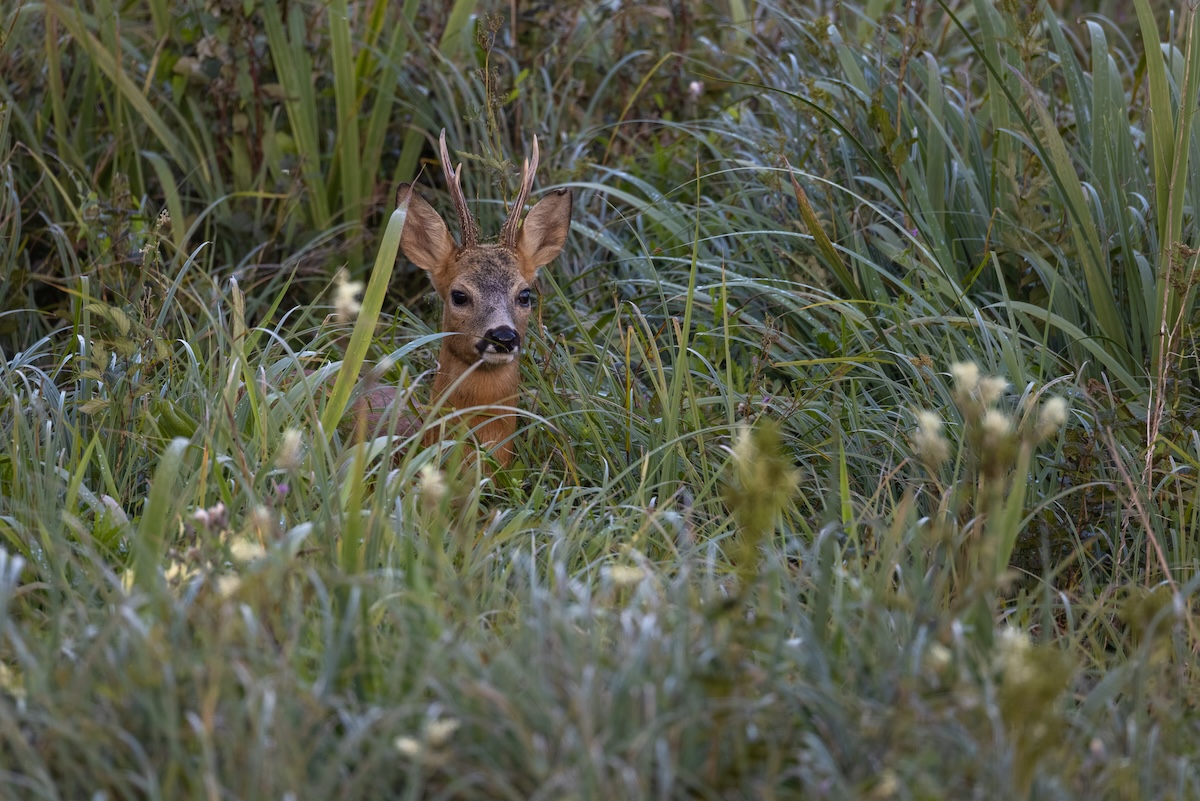 spot the deer video three