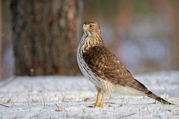 alcohol hawk's throat