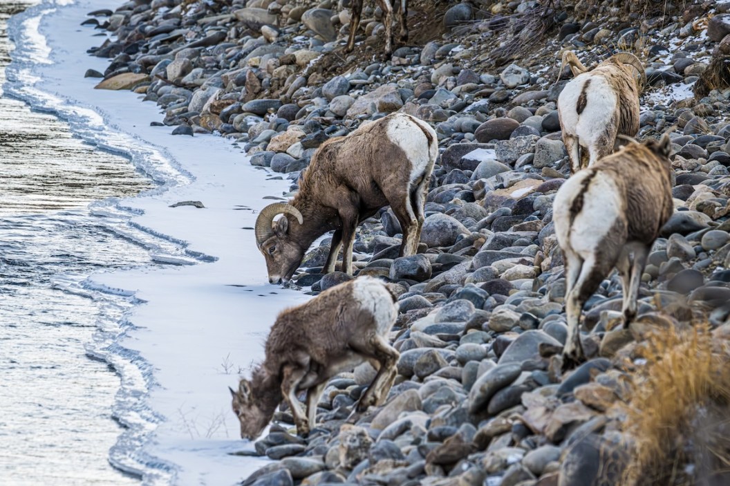 rams river angler
